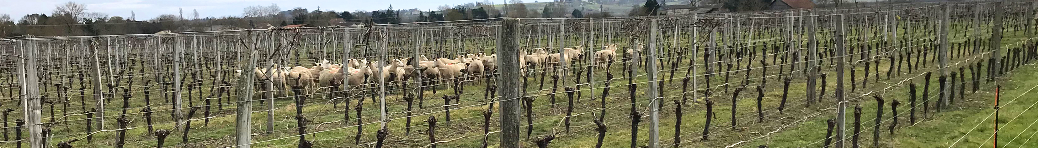 Des moutons à Argadens?
