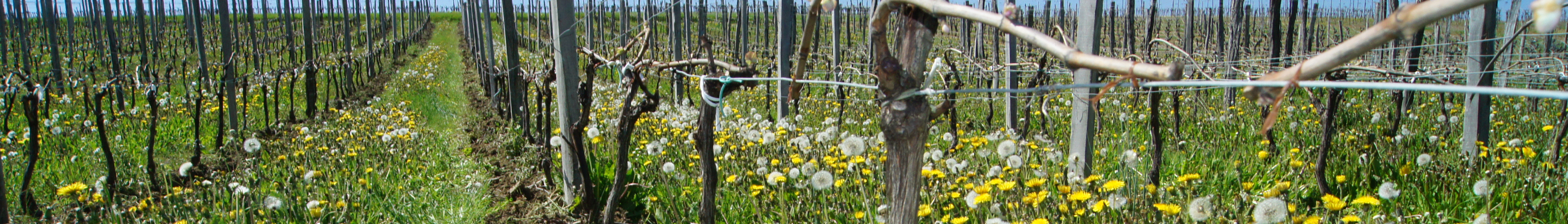 Vines - 2016 Spring at Château Argadens