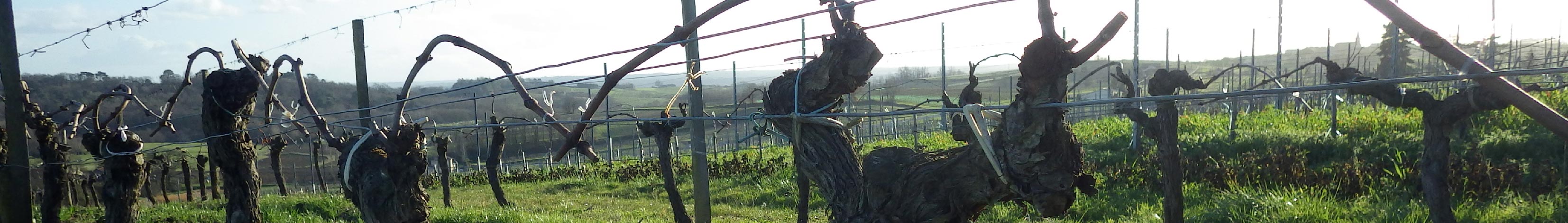 Vines - the viticultural fountain of youth